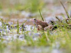 Żaba trawna (ang. Frog, łac. Rana temporaria) - 7254 - Fotografia Przyrodnicza - WlodekSmardz.pl