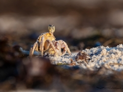 Krab ocypode (łac. Ocypode quadrata) - 6926 - Fotografia Przyrodnicza - WlodekSmardz.pl