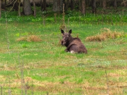 Łoś (ang. Moose, łac. Alces alces) - 0085- Fotografia Przyrodnicza - WlodekSmardz.pl