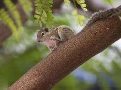 Pasecznik palmowy (ang. Palm squirrel łac. Funambulus palmarum) - 0619 - Fotografia Przyrodnicza - WlodekSmardz.pl