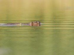 Piżmak (ang. Muskrat łac. Ondatra zibethicus) - 4924 - Fotografia Przyrodnicza - WlodekSmardz.pl