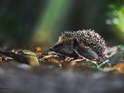 - Fotografia Przyrodnicza - WlodekSmardz.pl