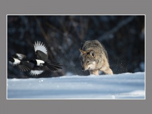 - Fotografia Przyrodnicza - WlodekSmardz.pl