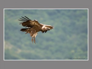 - Fotografia Przyrodnicza - WlodekSmardz.pl