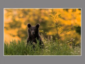 - Fotografia Przyrodnicza - WlodekSmardz.pl