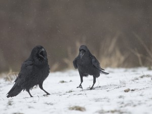 - Fotografia Przyrodnicza - WlodekSmardz.pl