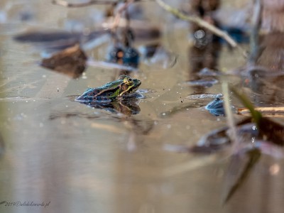 Żaba moczarowa (ang. Frog, łac. Rana arvalis) - 2955 - Fotografia Przyrodnicza - WlodekSmardz.pl