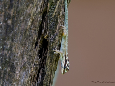 Kenya Dwarf Gecko (ang. Kenya Dwarf Gecko, łac. Lygodactylus keniensis) - 6987 - Fotografia Przyrodnicza - WlodekSmardz.pl