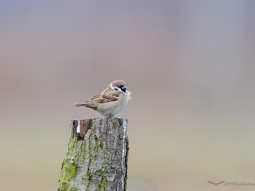 Mazurek (ang. Eurasian Tree Sparrow, łac. Passer montanus)- 2640- Fotografia Przyrodnicza - WlodekSmardz.pl