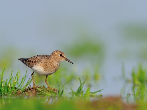 Biegus mały (ang. Temminck's Stint, łac. Calidris temminckii) - 4178- Fotografia Przyrodnicza - WlodekSmardz.pl