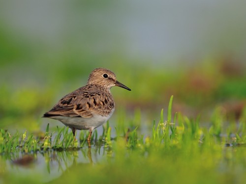 Biegus mały (ang. Temminck's Stint, łac. Calidris temminckii) - 4202- Fotografia Przyrodnicza - WlodekSmardz.pl