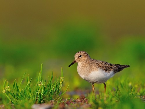 Biegus mały (ang. Temminck's Stint, łac. Calidris temminckii) - 4117- Fotografia Przyrodnicza - WlodekSmardz.pl