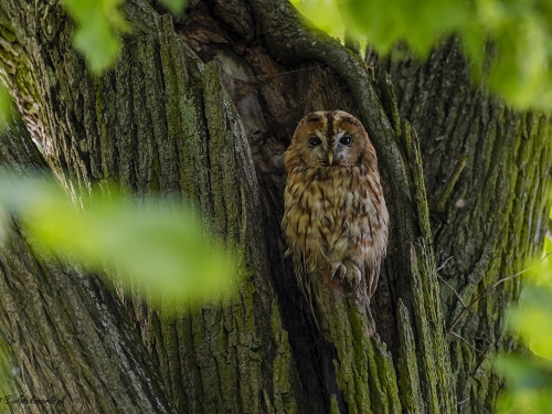 Puszczyk (ang. Tawny Owl, łac. Strix aluco) - 0158- Fotografia Przyrodnicza - WlodekSmardz.pl