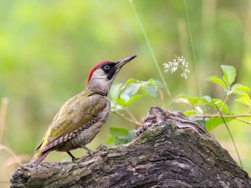 Dzięcioł zielony (ang. Eurasian Green Woodpecker, łac. Picus viridis) - 2215- Fotografia Przyrodnicza - WlodekSmardz.pl
