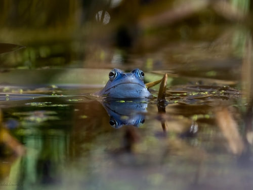 Żaba moczarowa (ang. Frog, łac. Rana arvalis) - 3048 - Fotografia Przyrodnicza - WlodekSmardz.pl