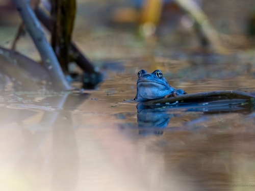 Żaba moczarowa (ang. Frog, łac. Rana arvalis) - 3094 - Fotografia Przyrodnicza - WlodekSmardz.pl