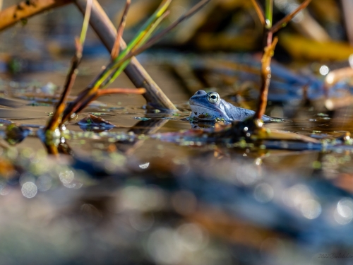 Żaba moczarowa (ang. Frog, łac. Rana arvalis) - 3164 - Fotografia Przyrodnicza - WlodekSmardz.pl
