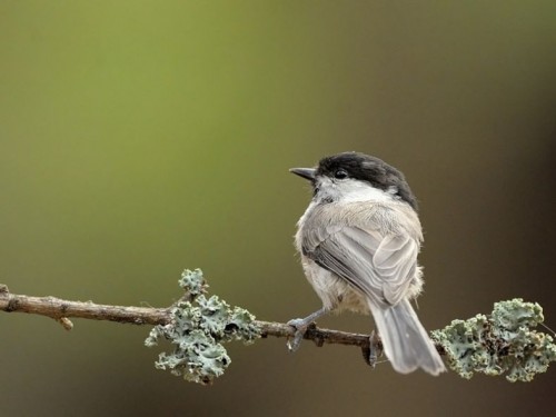 Sikora uboga (ang. Marsh Tit, łac. Poecile palustris)- Fotografia Przyrodnicza - WlodekSmardz.pl