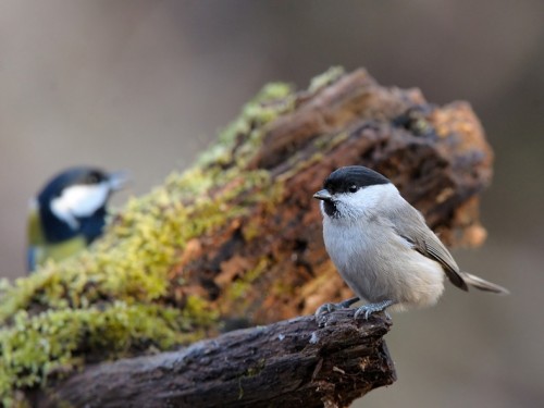 Sikora uboga (ang. Marsh Tit, łac. Poecile palustris) - 4880- Fotografia Przyrodnicza - WlodekSmardz.pl