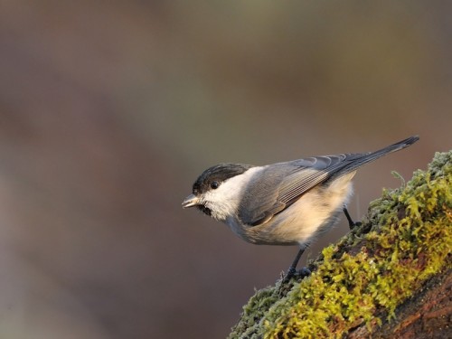 Sikora uboga (ang. Marsh Tit, łac. Poecile palustris) - 4888- Fotografia Przyrodnicza - WlodekSmardz.pl