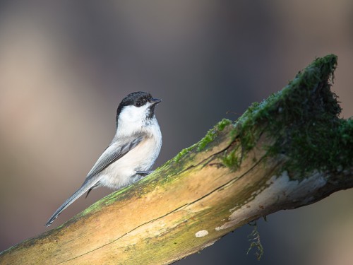 Sikora uboga (ang. Marsh Tit, łac. Poecile palustris) - 6679- Fotografia Przyrodnicza - WlodekSmardz.pl