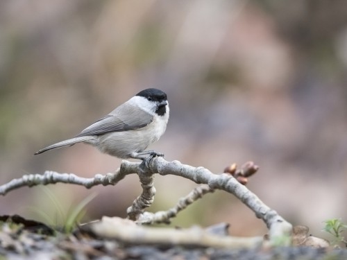 Sikora uboga (ang. Marsh Tit, łac. Poecile palustris) - 1349 - Fotografia Przyrodnicza - WlodekSmardz.pl