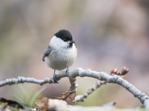 Sikora uboga (ang. Marsh Tit, łac. Poecile palustris) - 1376 - Fotografia Przyrodnicza - WlodekSmardz.pl