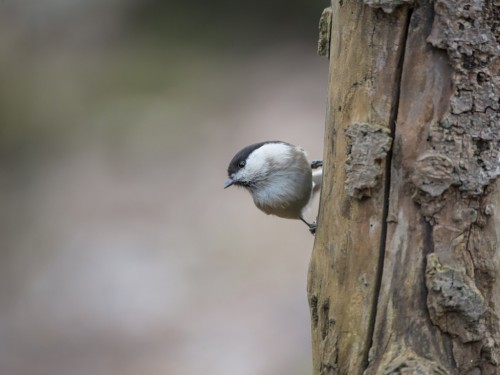 Sikora uboga (ang. Marsh Tit, łac. Poecile palustris) - 7144 - Fotografia Przyrodnicza - WlodekSmardz.pl