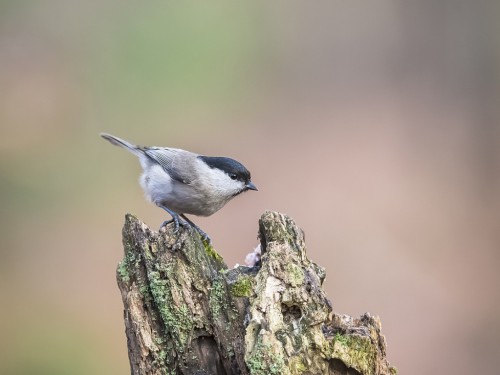 Sikora uboga (ang. Marsh Tit, łac. Poecile palustris) - 9201 - Fotografia Przyrodnicza - WlodekSmardz.pl