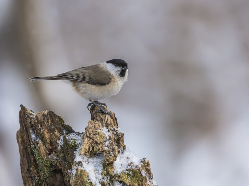 Sikora uboga (ang. Marsh Tit, łac. Poecile palustris) - 0225- Fotografia Przyrodnicza - WlodekSmardz.pl