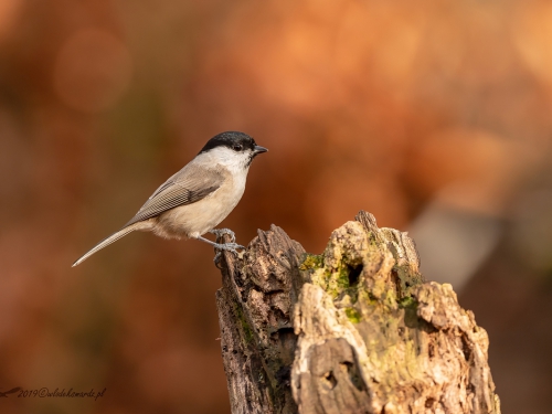 Sikora uboga (ang. Marsh Tit, łac. Poecile palustris) - 2192- Fotografia Przyrodnicza - WlodekSmardz.pl