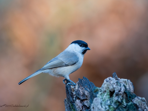 Sikora uboga (ang. Marsh Tit, łac. Poecile palustris) - 7163- Fotografia Przyrodnicza - WlodekSmardz.pl