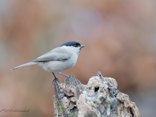 Sikora uboga (ang. Marsh Tit, łac. Poecile palustris) - 2862- Fotografia Przyrodnicza - WlodekSmardz.pl