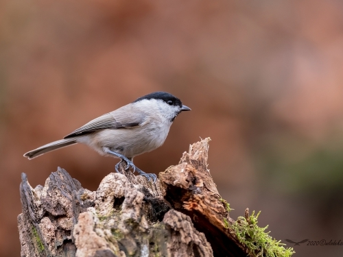 Sikora uboga (ang. Marsh Tit, łac. Poecile palustris) - 7284- Fotografia Przyrodnicza - WlodekSmardz.pl