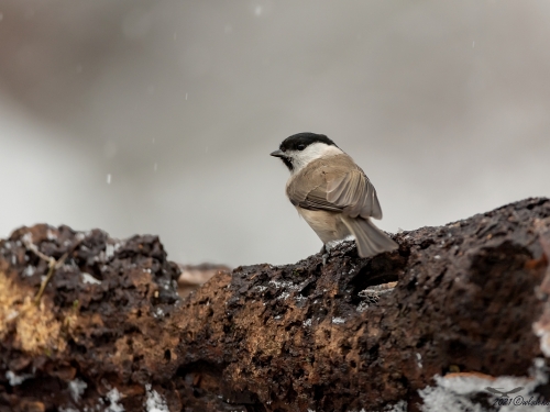 Sikora uboga (ang. Marsh Tit, łac. Poecile palustris) - 6804- Fotografia Przyrodnicza - WlodekSmardz.pl