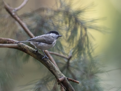 Sikora uboga (ang. Marsh Tit, łac. Poecile palustris) - 1765- Fotografia Przyrodnicza - WlodekSmardz.pl