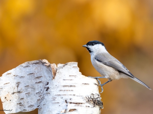 Sikora uboga (ang. Marsh Tit, łac. Poecile palustris) - 5272- Fotografia Przyrodnicza - WlodekSmardz.pl