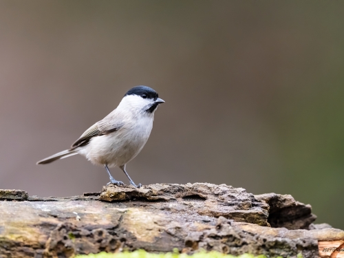 Sikora uboga (ang. Marsh Tit, łac. Poecile palustris) - 7393- Fotografia Przyrodnicza - WlodekSmardz.pl