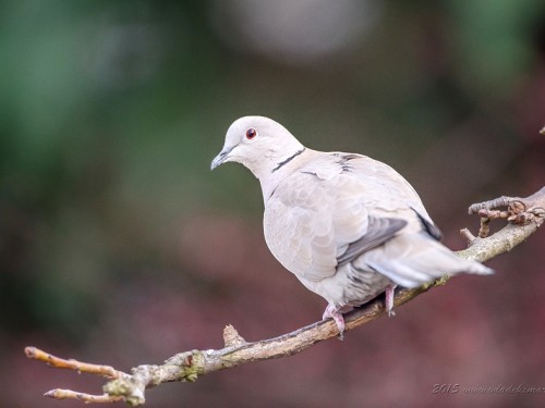 Sierpówka (ang. Eurasian Collared-Dove, łac. Streptopelia decaocto) - 3236- Fotografia Przyrodnicza - WlodekSmardz.pl