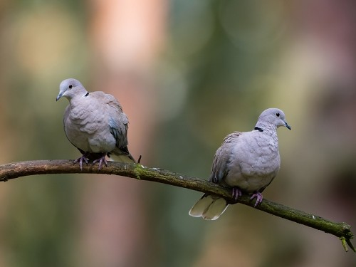 Sierpówka (ang. Eurasian Collared-Dove, łac. Streptopelia decaocto) - 4679- Fotografia Przyrodnicza - WlodekSmardz.pl