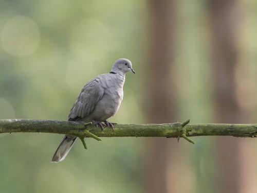 Sierpówka (ang. Eurasian Collared-Dove, łac. Streptopelia decaocto) - 5352- Fotografia Przyrodnicza - WlodekSmardz.pl