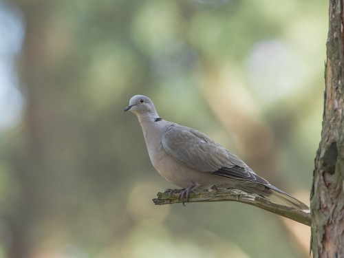 Sierpówka (ang. Eurasian Collared-Dove, łac. Streptopelia decaocto) - 5394- Fotografia Przyrodnicza - WlodekSmardz.pl