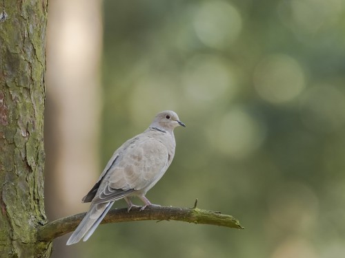 Sierpówka (ang. Eurasian Collared-Dove, łac. Streptopelia decaocto) - 5411- Fotografia Przyrodnicza - WlodekSmardz.pl