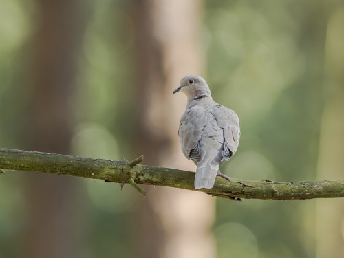 Sierpówka (ang. Eurasian Collared-Dove, łac. Streptopelia decaocto) - 5462- Fotografia Przyrodnicza - WlodekSmardz.pl