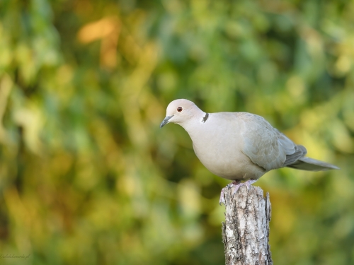 Sierpówka (ang. Eurasian Collared-Dove, łac. Streptopelia decaocto) - 0486- Fotografia Przyrodnicza - WlodekSmardz.pl