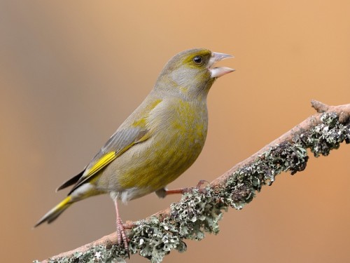 Dzwoniec (ang. European Greenfinch, łac. Carduelis chloris) - Fotografia Przyrodnicza - WlodekSmardz.pl