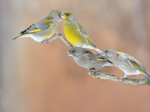 Dzwoniec (ang. European Greenfinch, łac. Carduelis chloris) - Fotografia Przyrodnicza - WlodekSmardz.pl