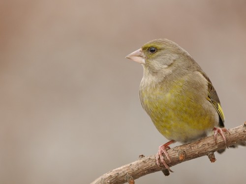 Dzwoniec (ang. European Greenfinch, łac. Carduelis chloris) - Fotografia Przyrodnicza - WlodekSmardz.pl