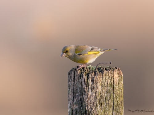 Dzwoniec (ang. European Greenfinch, łac. Carduelis chloris) -2977- Fotografia Przyrodnicza - WlodekSmardz.pl