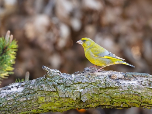 Dzwoniec (ang. European Greenfinch, łac. Carduelis chloris) -7815- Fotografia Przyrodnicza - WlodekSmardz.pl